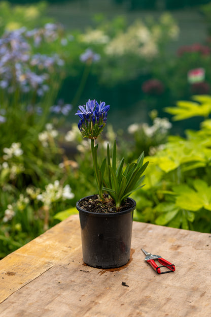 Agapanthus Charlotte