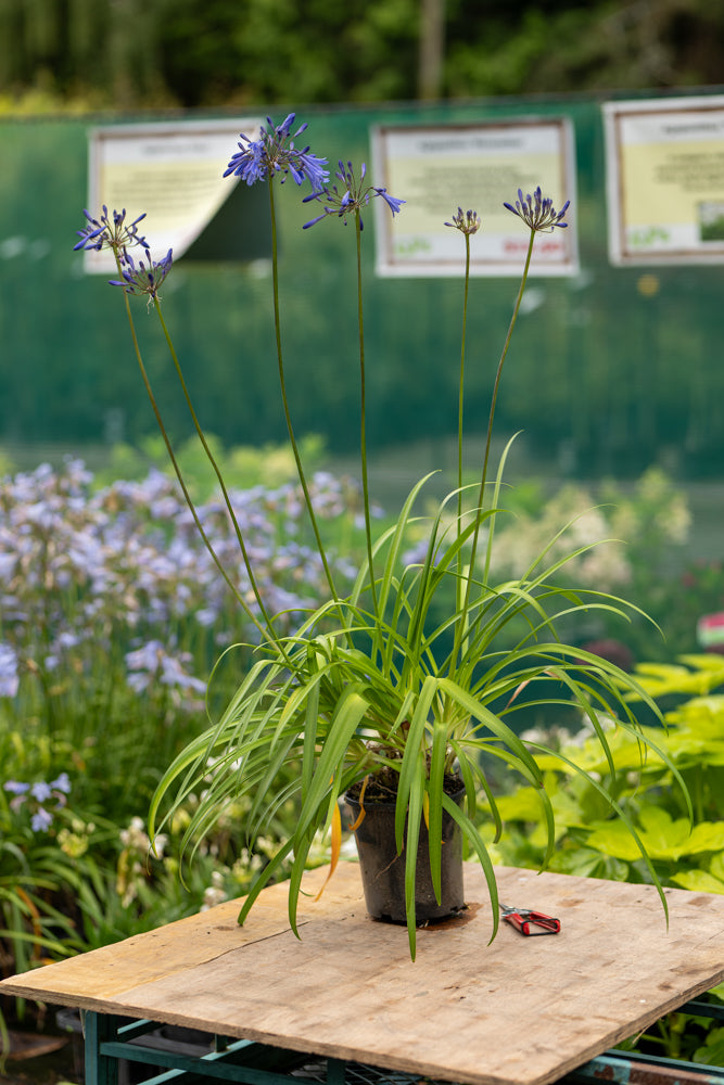 Agapanthus Gails Sapphire