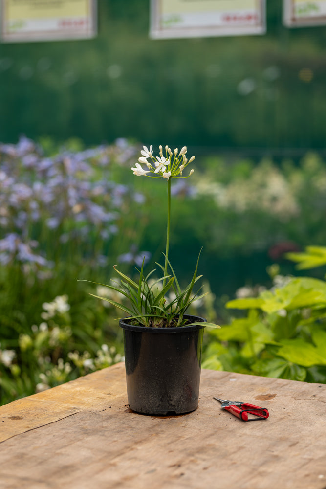 Agapanthus Snowball