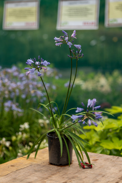 Agapanthus Streamline