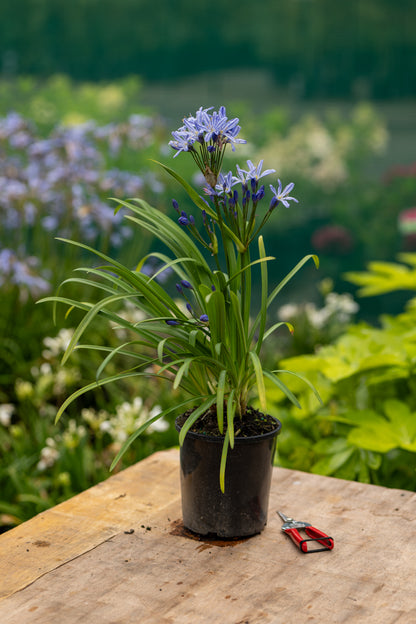 Agapanthus Bertsbrook