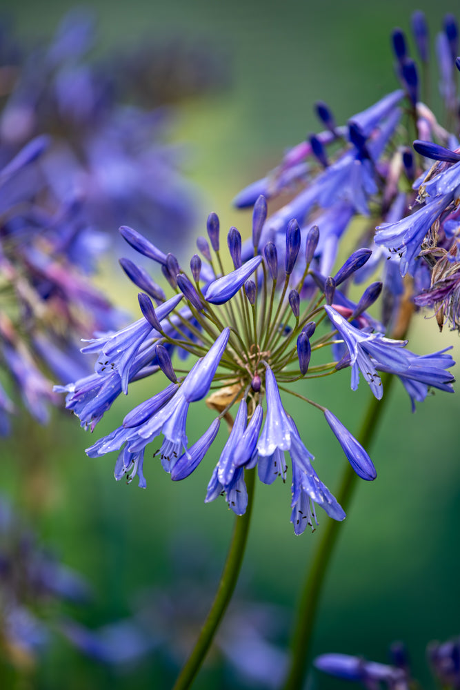 Agapanthus Gails Sapphire