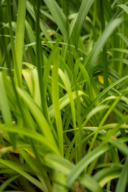 Agapanthus Gails Sapphire