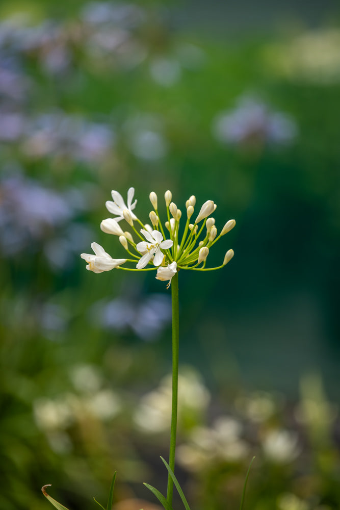Agapanthus Snowball