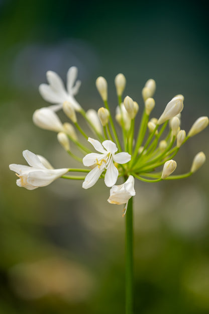 Agapanthus Snowball