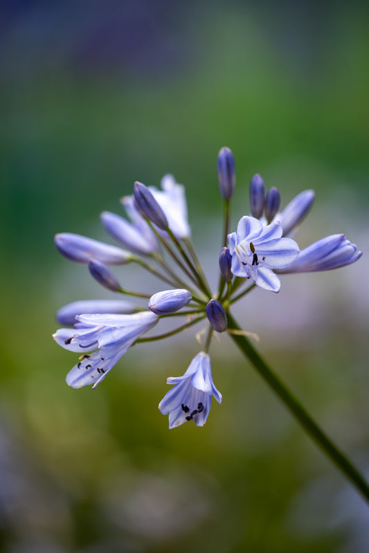 Agapanthus Streamline