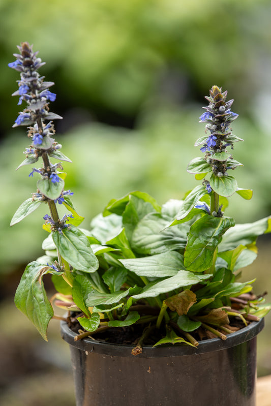 Ajuga Texas Tough