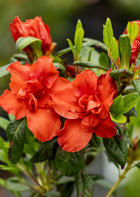 Azalea Autumn Embers