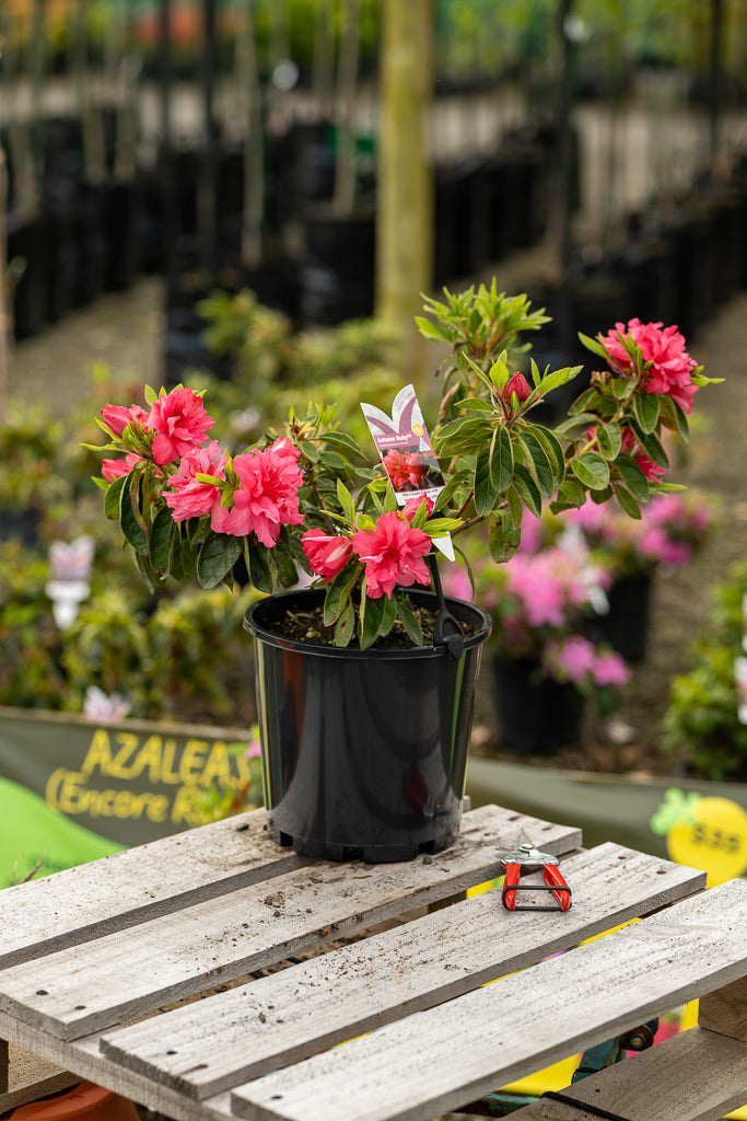 Azalea Rays Ruby Azalea Autumn Ruby – CJ's Plant Farm