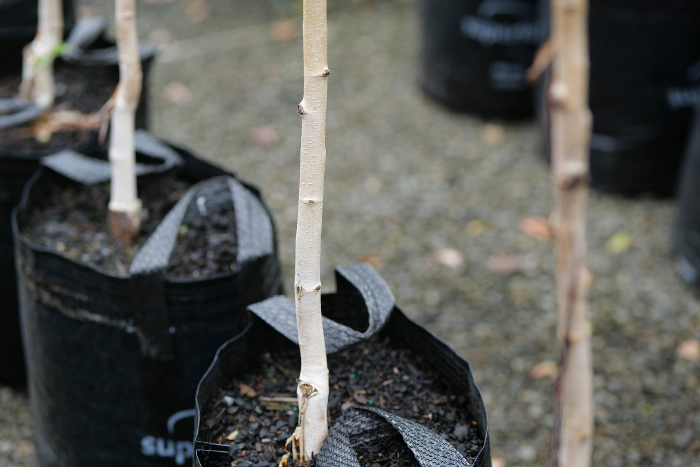 Betula Whitespire