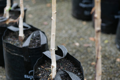 Betula Whitespire
