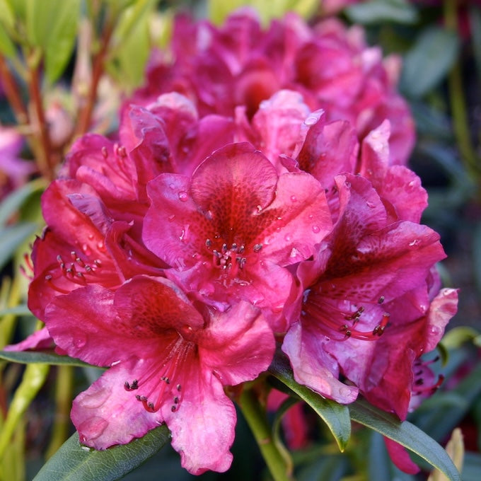 Close-up of a pink flower of Rhodo Black Sport with water droplets on its petals, surrounded by green leaves.