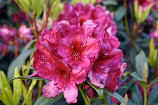 Rhododendron Black Sport