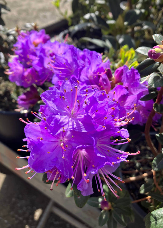 Close-up of purple flowers of Bob's Blue with green leaves in the background