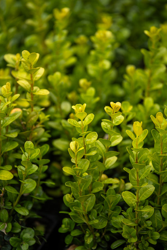Buxus Microphylla Freedom