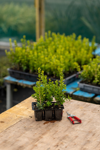Buxus Microphylla Freedom