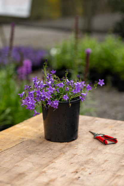 Campanula Mrs Resholt