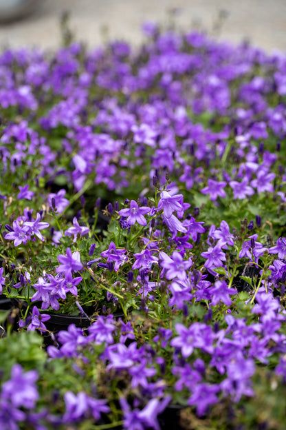 Campanula Mrs Resholt