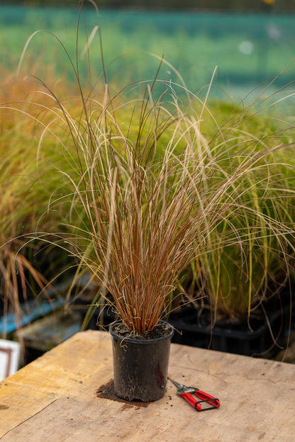 Carex Buchananii