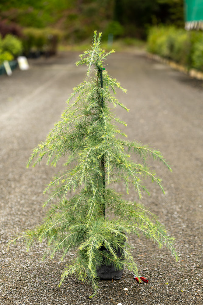 Cedrus Deodara