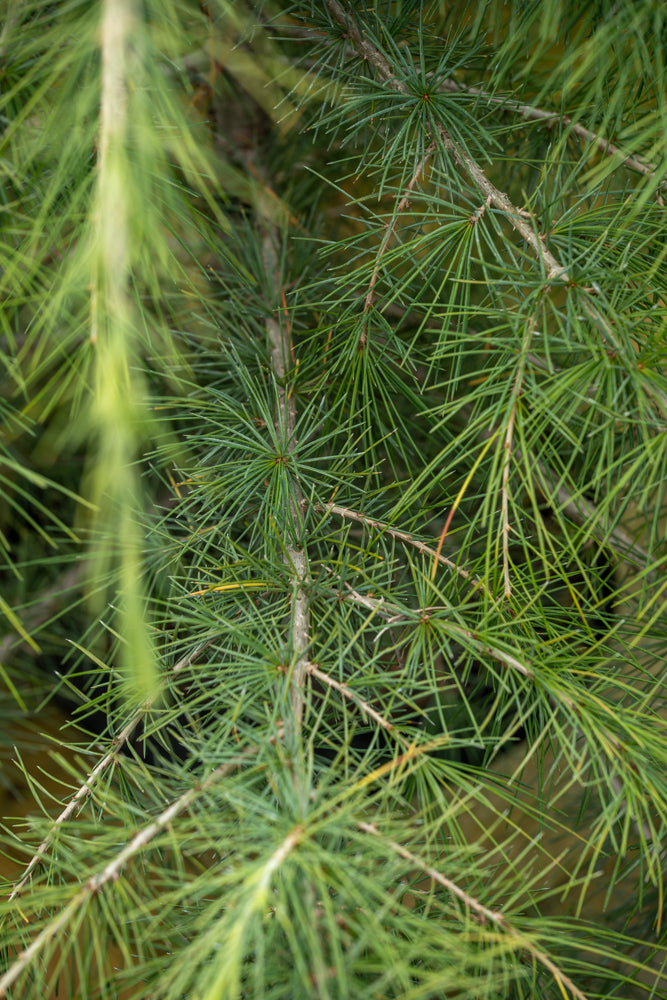 Cedrus Deodara
