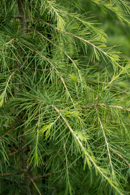 Cedrus Deodara