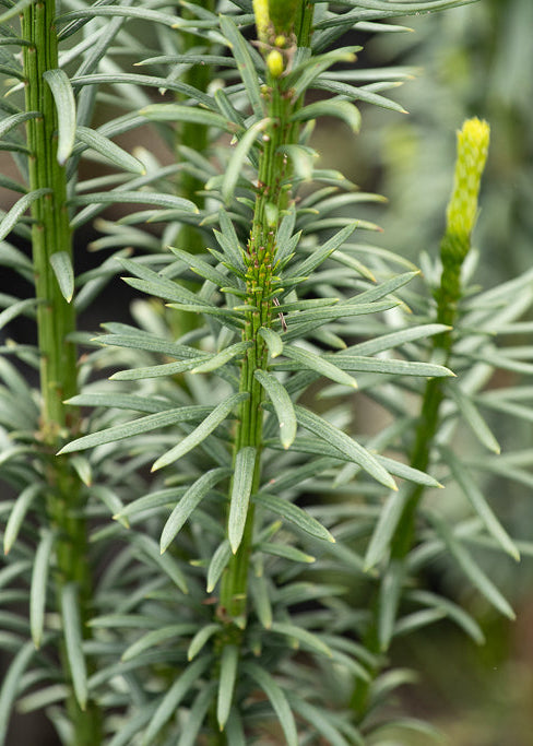Cephalotaxus Harringtonia Fastigiata