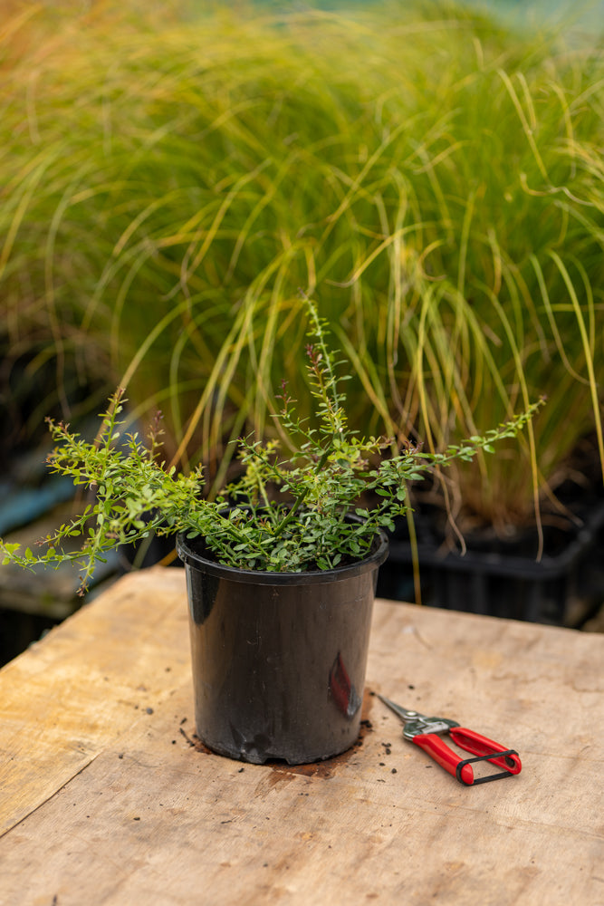 Citrus Australasica Finger Lime