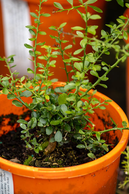 Citrus Australasica Finger Lime