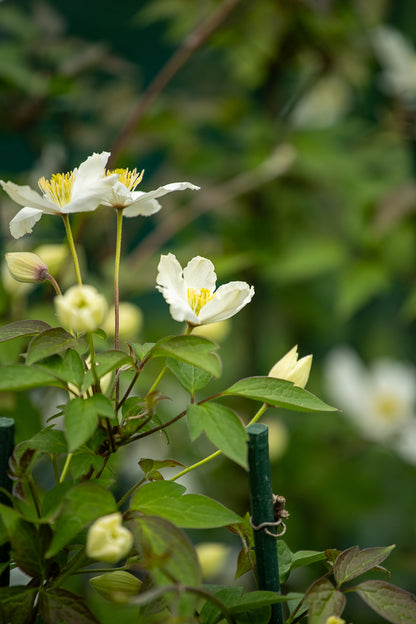 Clematis Montana Snowflake