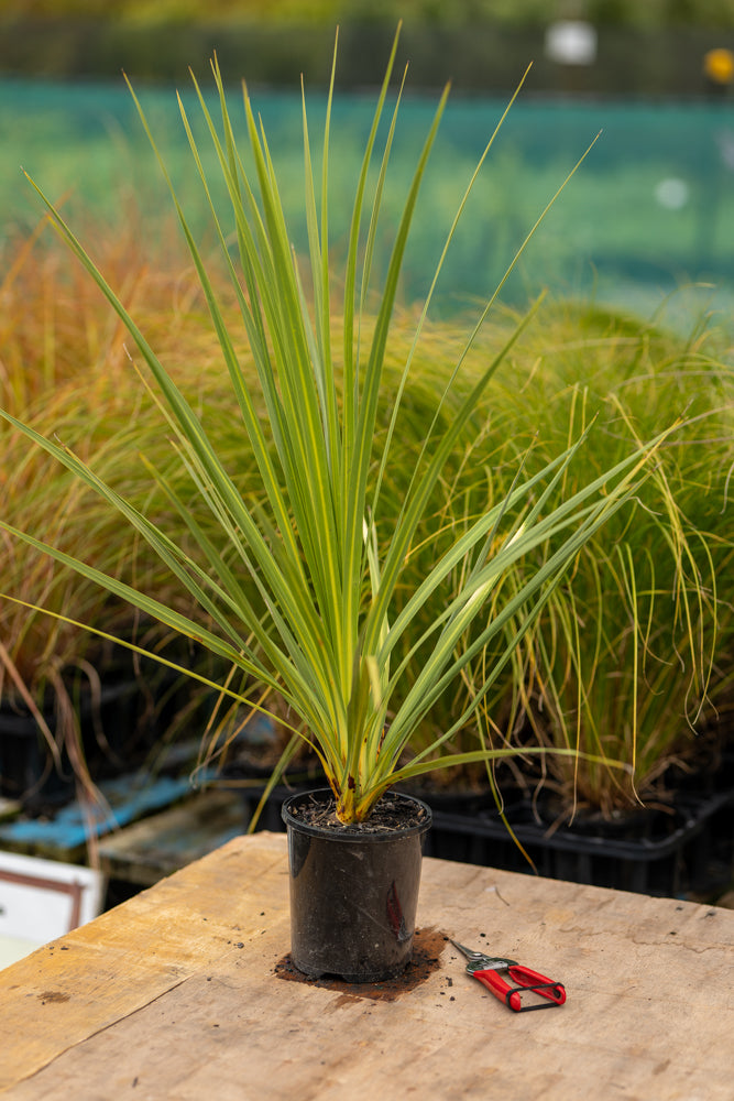 Cordyline Australis