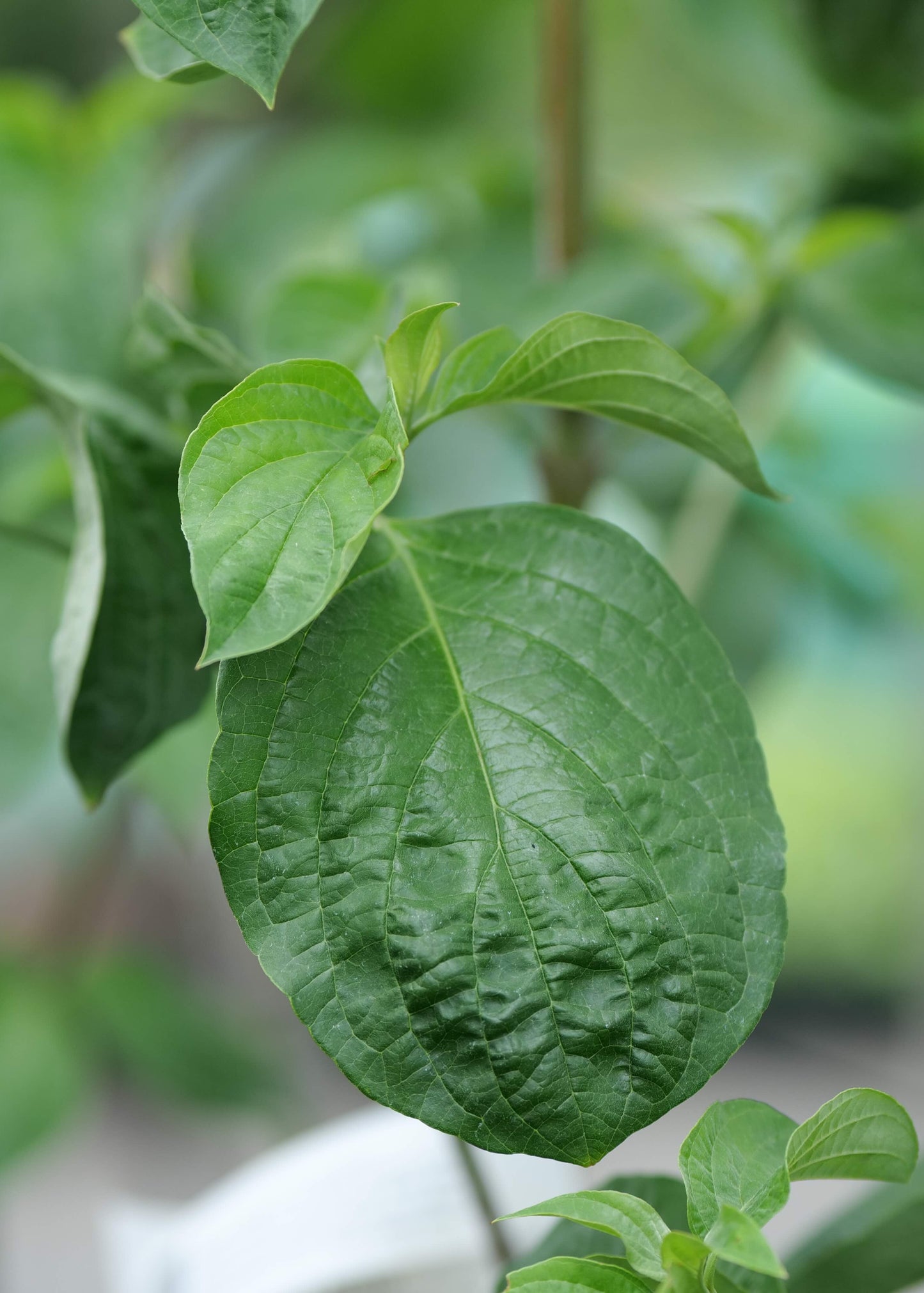 Cornus Eddies White Wonder