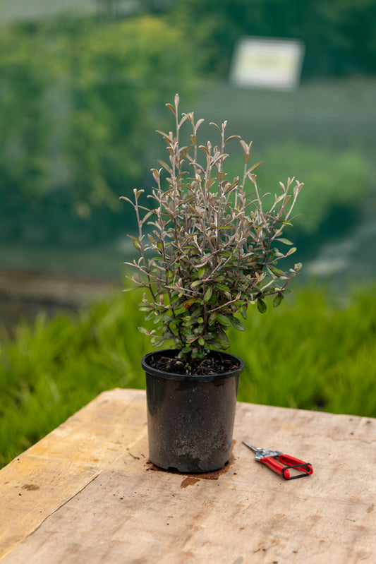 Corokia Frosted Chocolate
