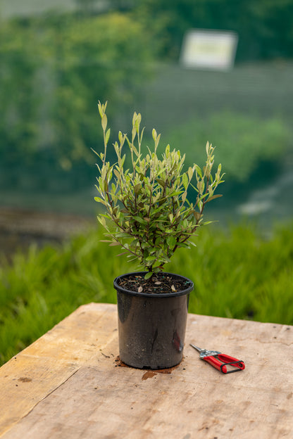 Corokia 'Gentys Green'