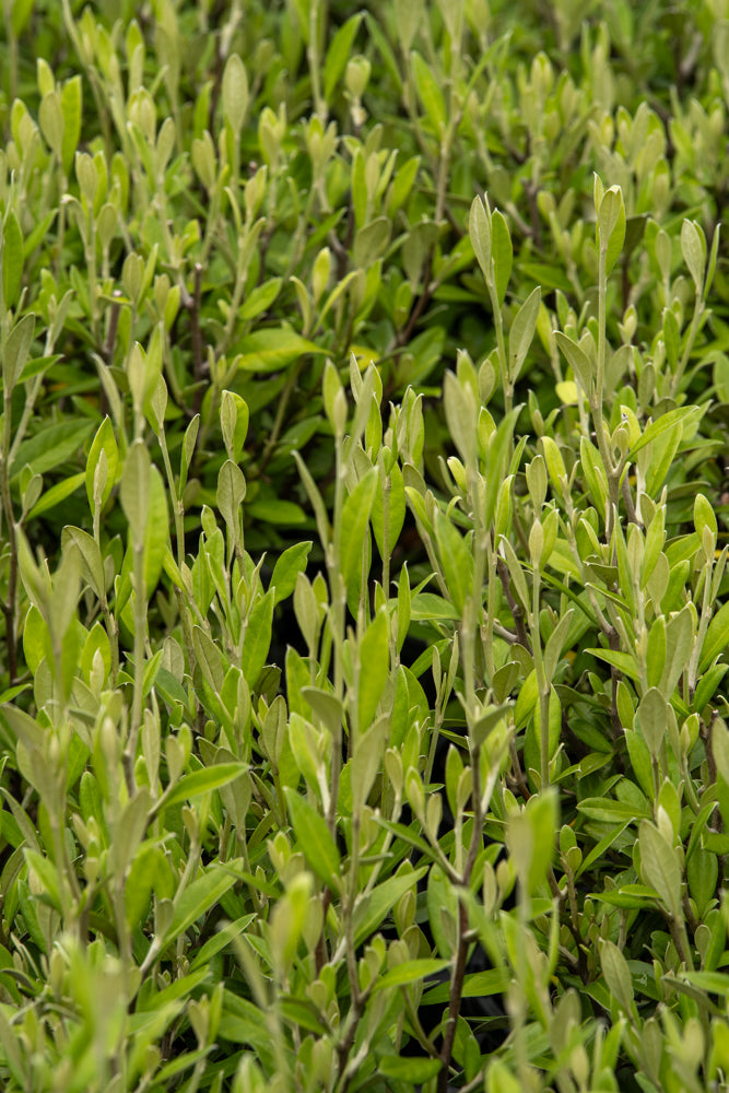 Corokia 'Gentys Green'