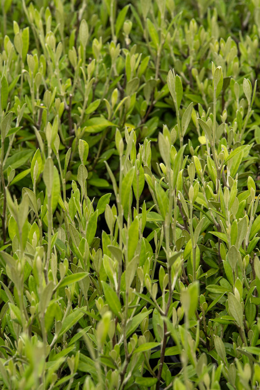 Corokia 'Gentys Green'