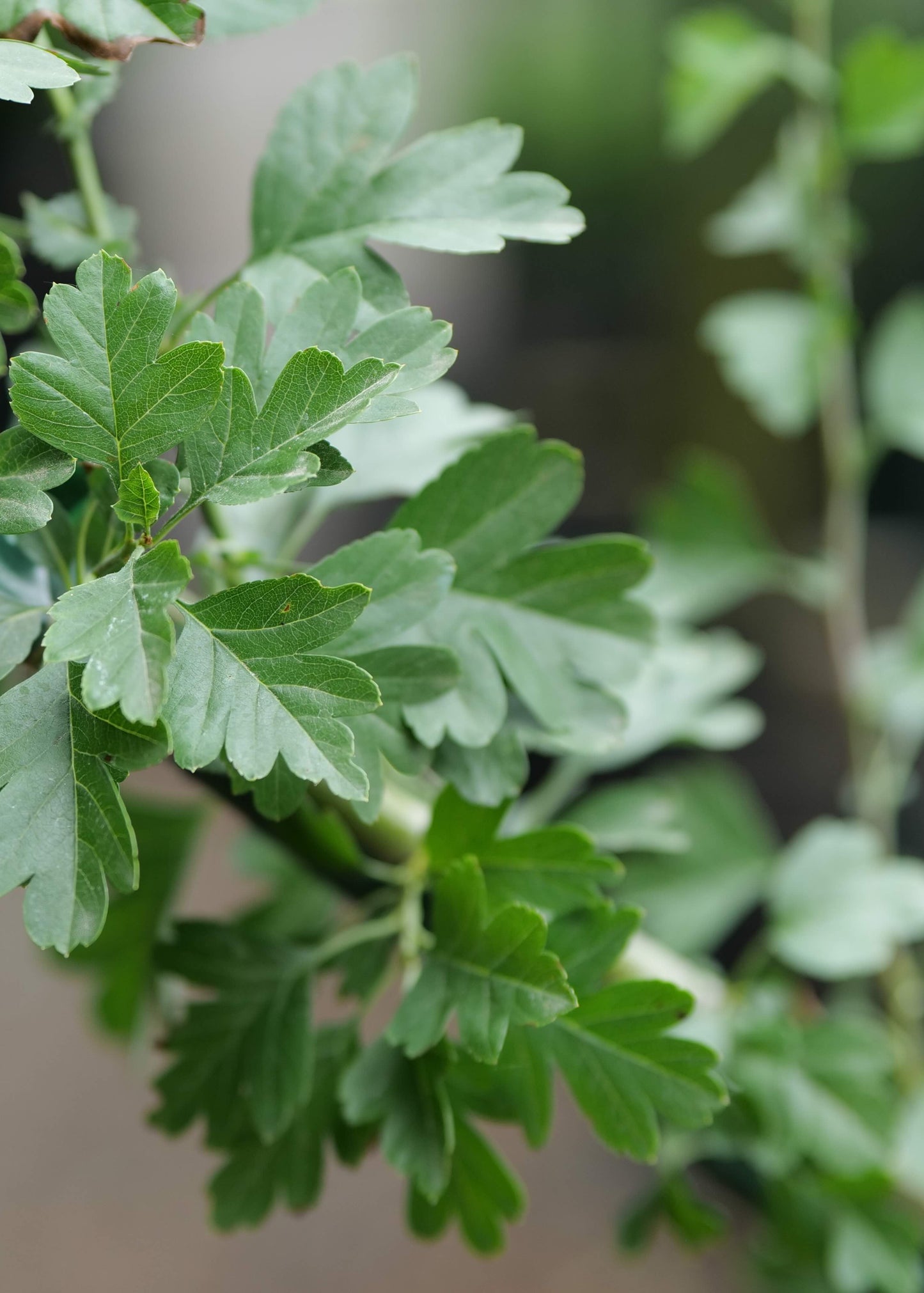 Crataegus Paul’s Scarlet