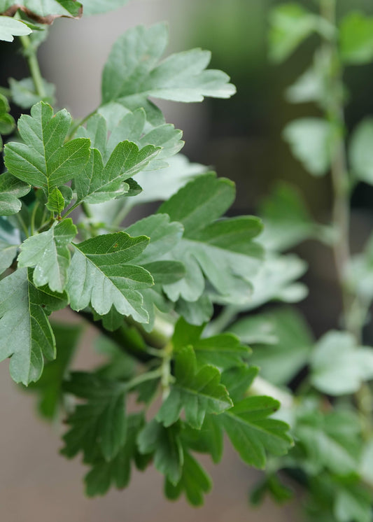 Crataegus Paul’s Scarlet
