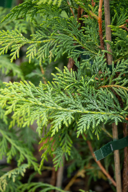 Cupressus Ovensii