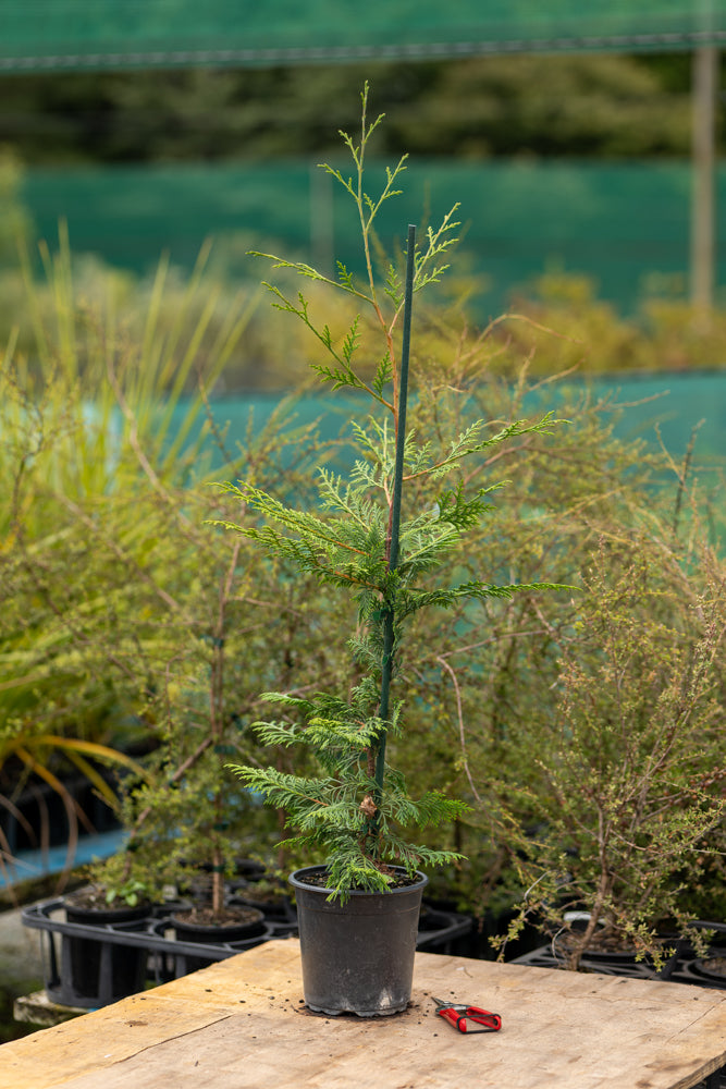 Cupressus Ovensii