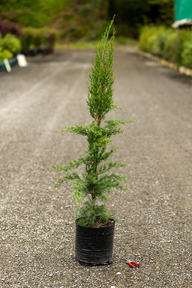 Cupressus Semp. Stricta
