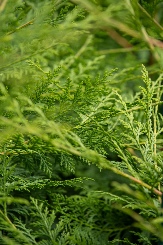 Cupressus Ovensii