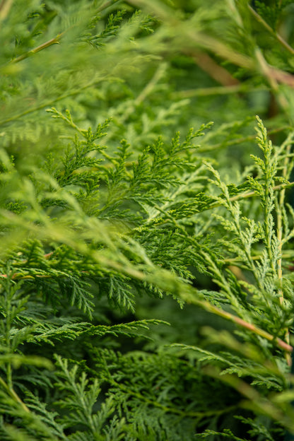 Cupressus Ovensii