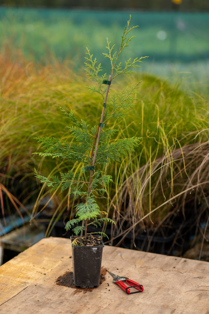 Cupressus Ovensii