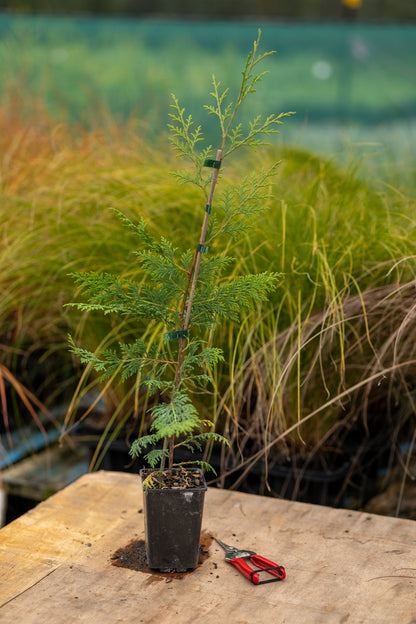 Cupressus Ovensii