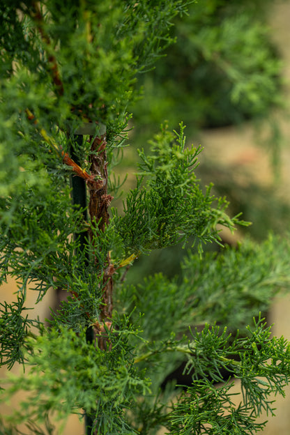 Cupressus Semp. Stricta