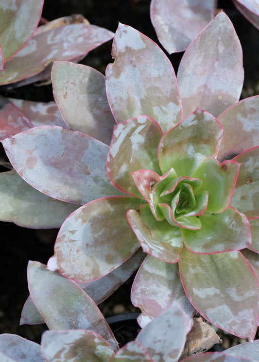 A close-up of a Echeveria Cante with pale pinkish-white leaves outlined in pink, growing among small pebbles.
