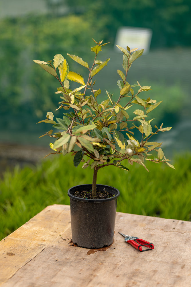Elaeagnus Pungens Maculata