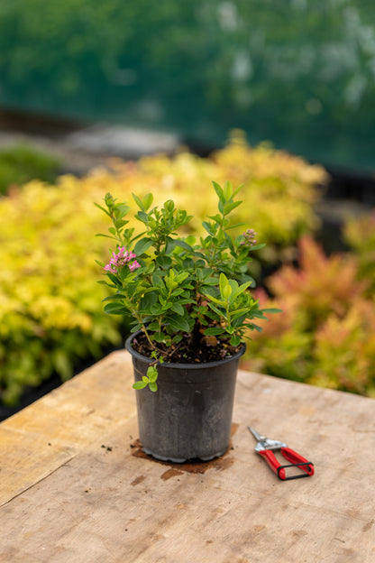 Escallonia Pink Elle