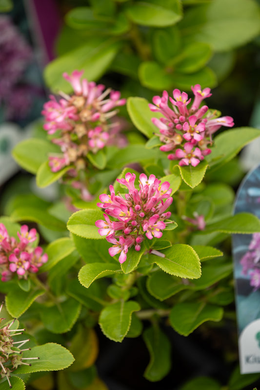 Escallonia Pink Elle